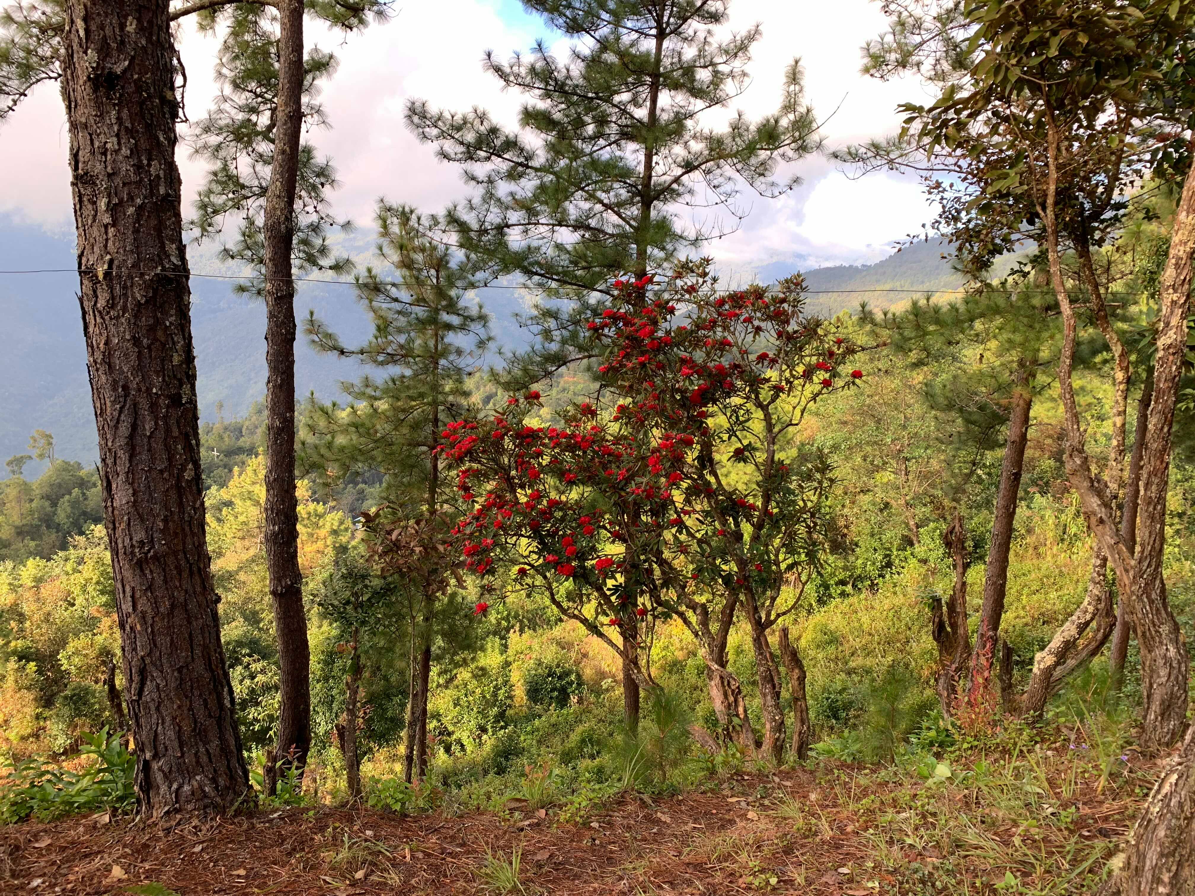 Mount Victoria 2 Photo By Neam Kham Khai